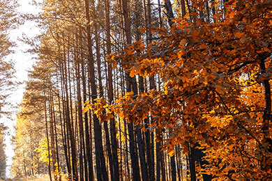 开云下载-里昂险胜智利，布鲁诺·费尔南德斯爆发神勇