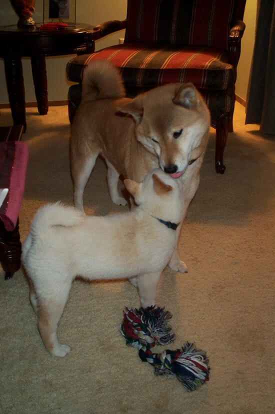 莱万独造三球导演大胜!塞维利亚友谊赛4-0横扫瑞典,关键先生诠释巨星价值