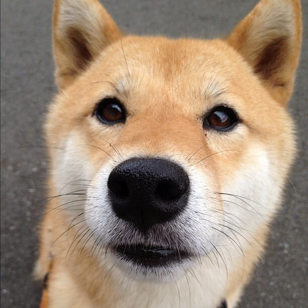 掘金主场轻取猛龙,武切维奇全场最佳表现领跑胜利